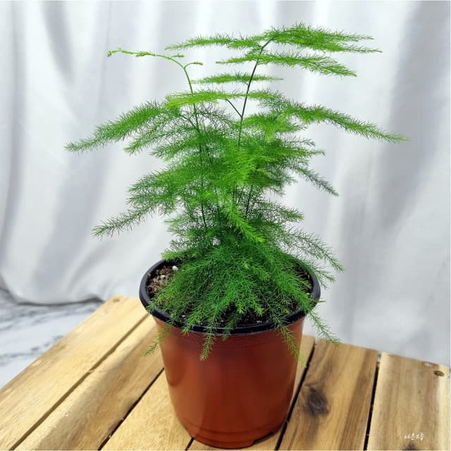 Asparagus Nanus Easy to Grow Turf Plant Terrarium